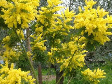 Festa della donna