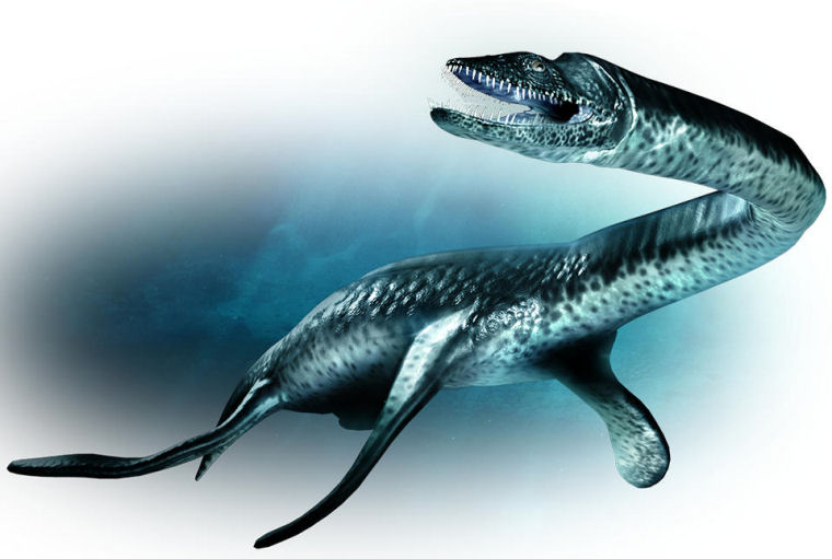 immagine di Plesiosaurus