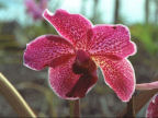 Scarica lo sfondo orchidea