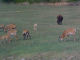 zoo safari murazzano - Decennio 2010 - Zoom immagine