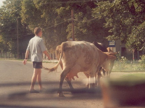 Romania mucca