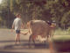 Romania mucca - Viaggio in Romania e Polonia - Zoom immagine