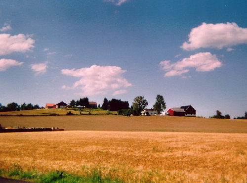 Campo grano Norvegia