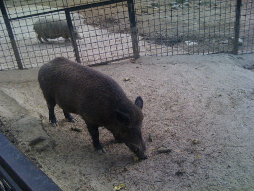 cinghiale maialino vietnamita