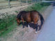 pony - Murazzano - Parco Safari delle Langhe - Zoom immagine