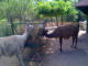 lama alpaca - Murazzano - Parco Safari delle Langhe - Zoom immagine