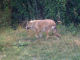 pericolo lupi - Murazzano - Parco Safari delle Langhe - Zoom immagine