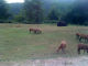 caprette bisonti - Murazzano - Parco Safari delle Langhe - Zoom immagine