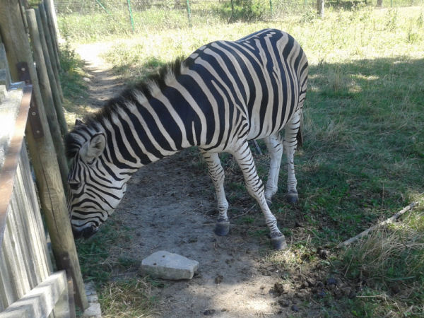 la zebra