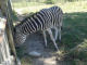 la zebra - Murazzano - Parco Safari delle Langhe - Zoom immagine