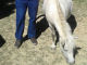 pony bianco - Murazzano - Parco Safari delle Langhe - Zoom immagine